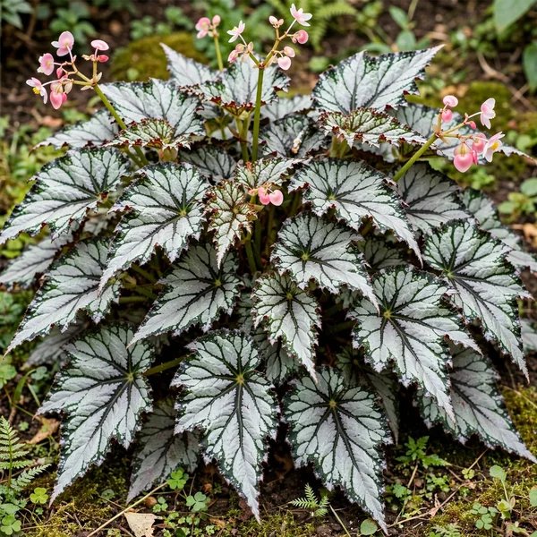Begonia rex 'Crispa Marginata'