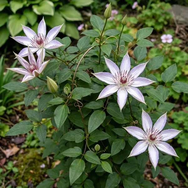 Clematis x hybrida 'Kimi'idera'