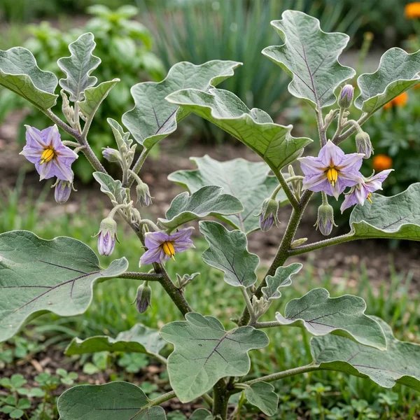 Solanum melongena 'Rosa Bianca'