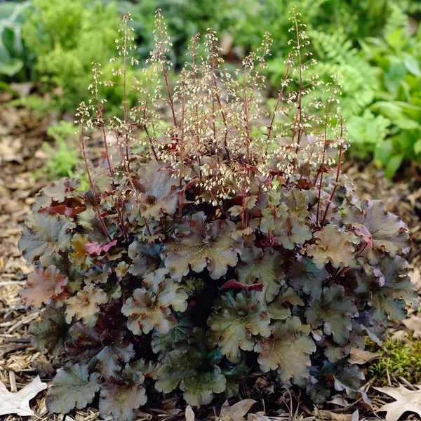 Heucherella x hybrida 'Burnished Bronze'