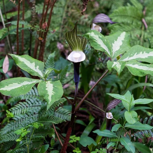 Arisaema sikokianum 'Silver Center'