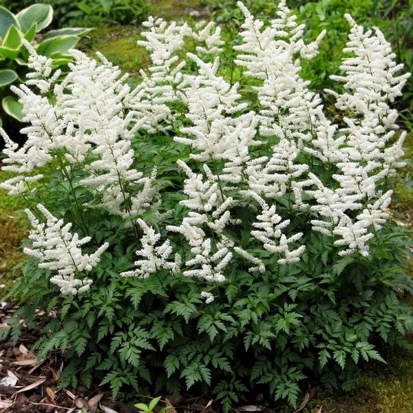 Astilbe x arendsii 'Deutschland'