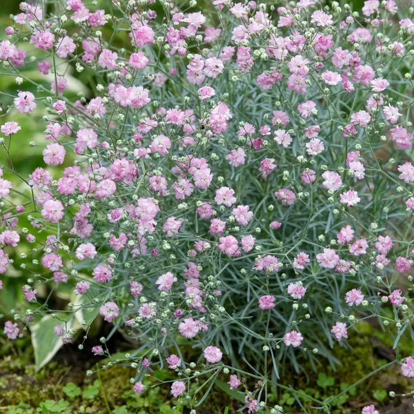 Gypsophila paniculata 'Pink Fairy'