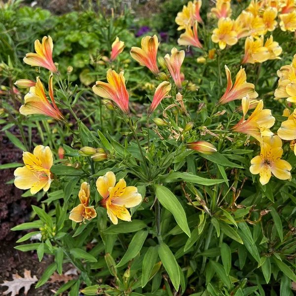 Alstroemeria x hybrida 'Golden Tiara'