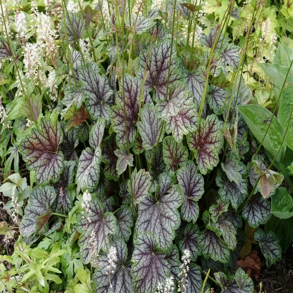Heucherella x hybrida 'Indigo Frost'