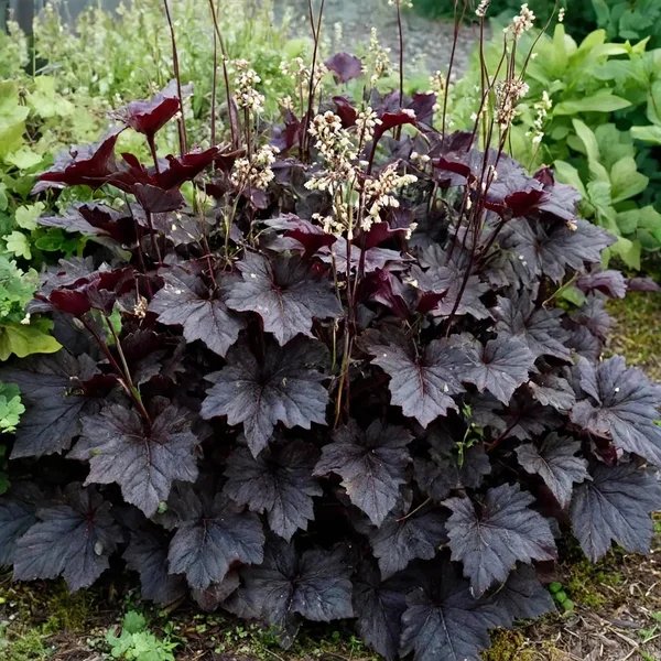 Heuchera x hybrida 'Velvet Knight'