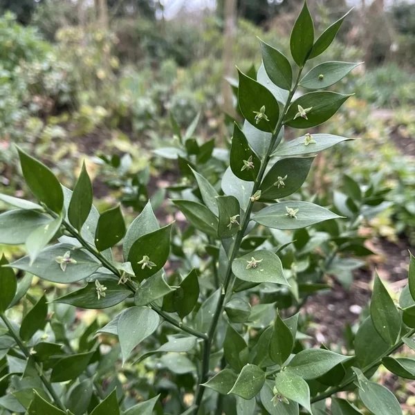 Ruscus aculeatus 'Christmas Berry'