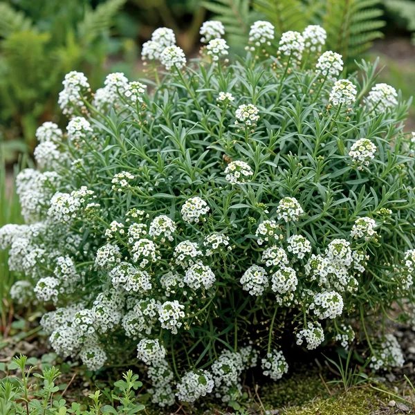 Lobularia maritima 'Snow Princess'