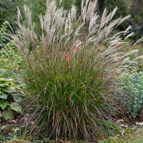 Miscanthus sinensis 'Little Miss'
