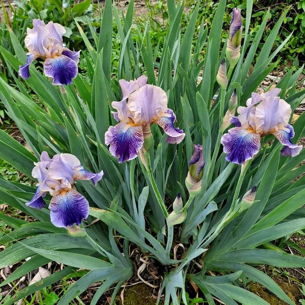 Iris x germanica 'Adventurous'