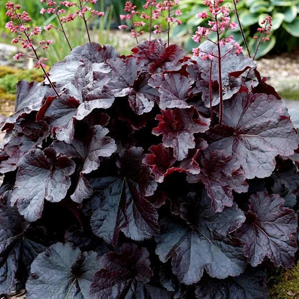 Heuchera x brizoides 'Northern Exposure Black'