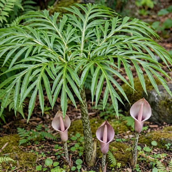 Amorphophallus asterostigmatus 'Spotula'