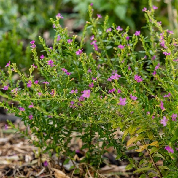 Cuphea hyssopifolia 'Diana'