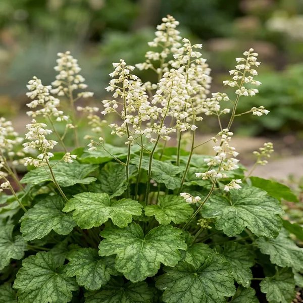 Heucherella x hybrida 'Snow White'