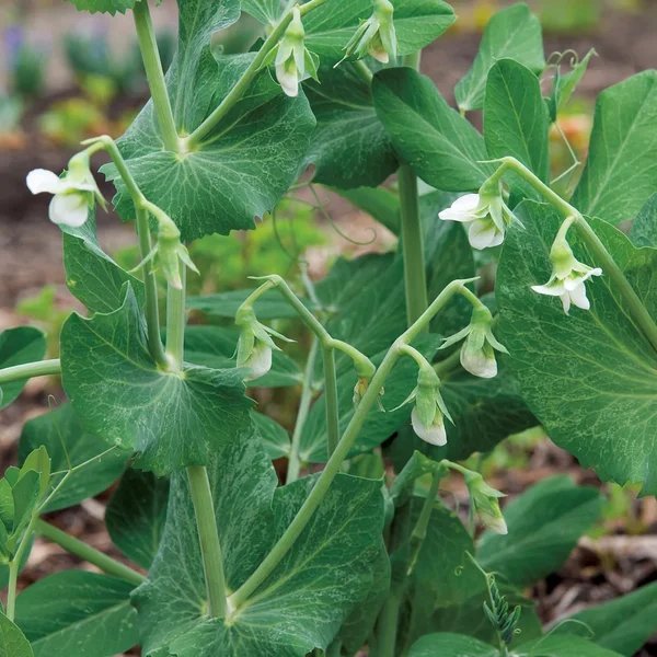 Pisum sativum 'Oregon Sugarpod II'