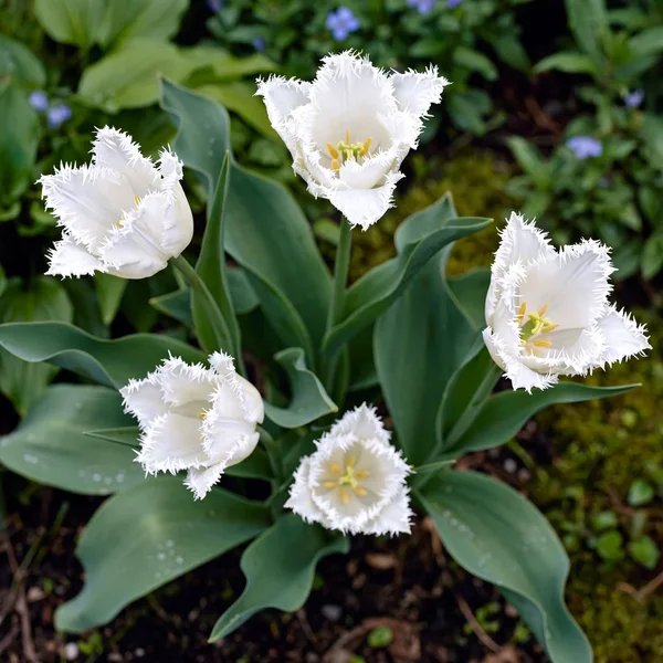 Tulipa x hybrida 'Swan Wings'