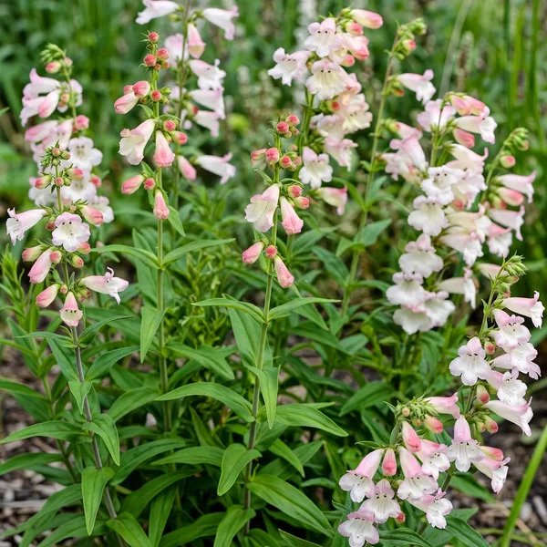 Penstemon digitalis 'Apple Blossom'