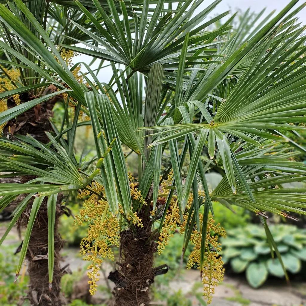 Windmill Palm