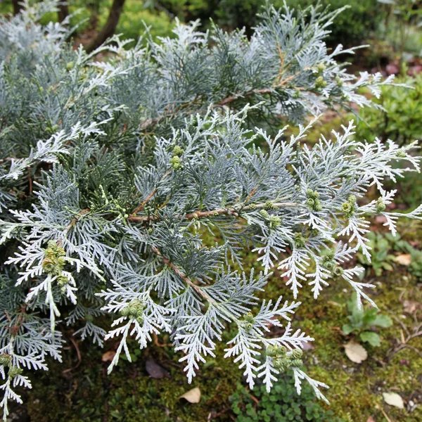 Thuja koraiensis 'Glauca'