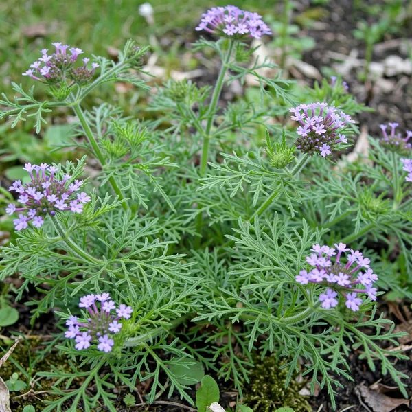 Verbena tenuisecta 'Tatted Lace'