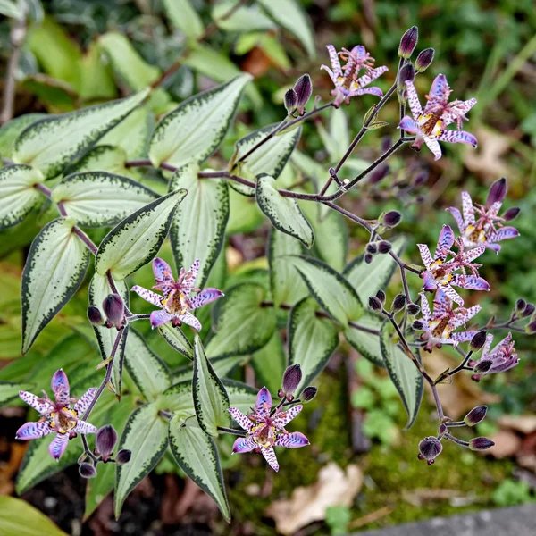 Tricyrtis affinis 'Lunar Landing'