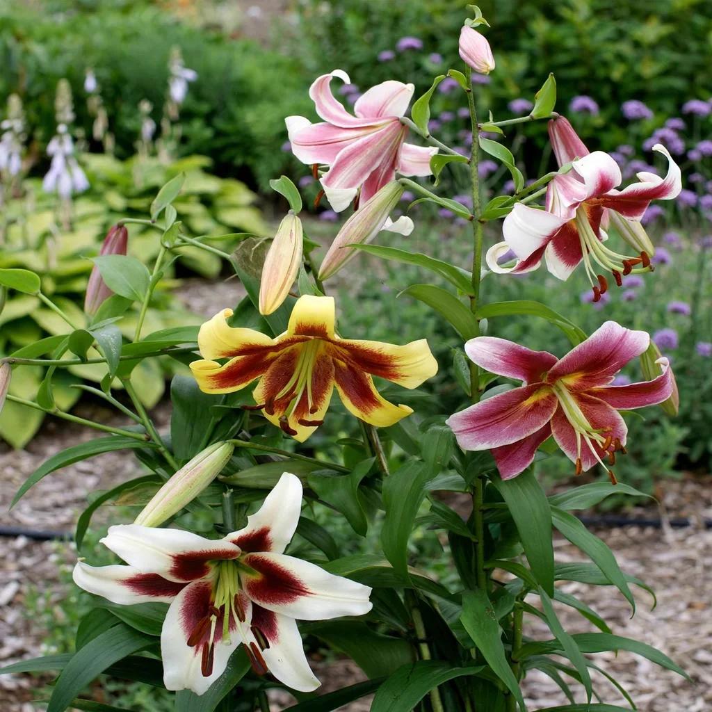Lily