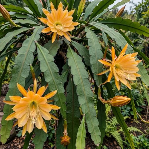 Epiphyllum x hybrida 'King Midas'