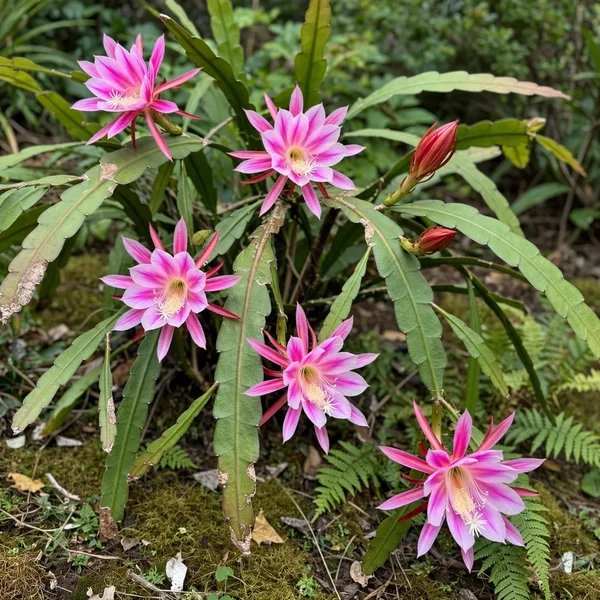 Epiphyllum x hybrida 'Raspberry Delight'