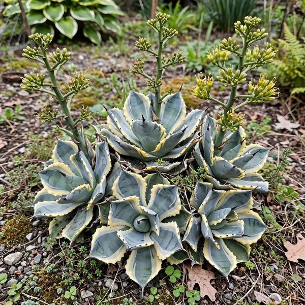 Agave isthmensis 'Ohi Raijin Fukurin Nishiki'