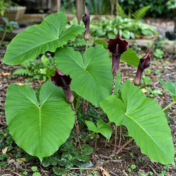 Sauromatum giganteum