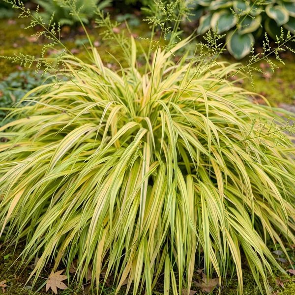 Hakonechloa macra 'Aureola'