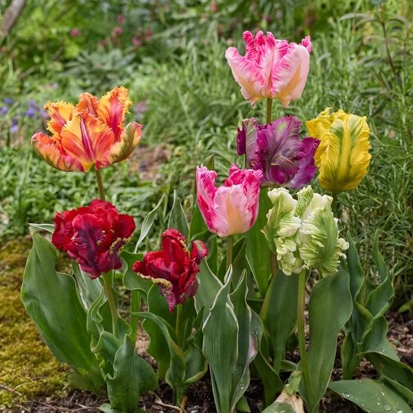 Tulipa gesneriana 'Parrot Tulip Mix'