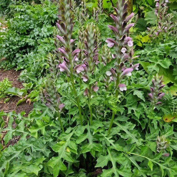 Acanthus spinosus 'Spinosissimus'