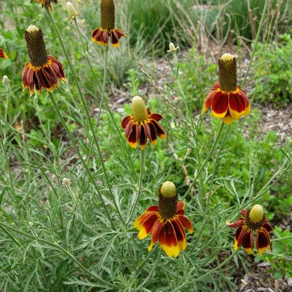 Ratibida columnifera 'pulcherrima'