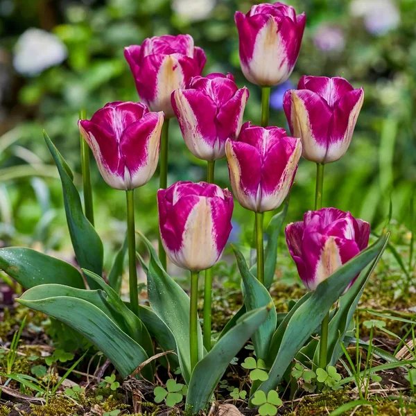 Tulipa x hybrida 'Curiosity'