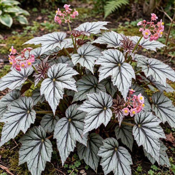 Begonia x hybrida 'Metallic Mist'