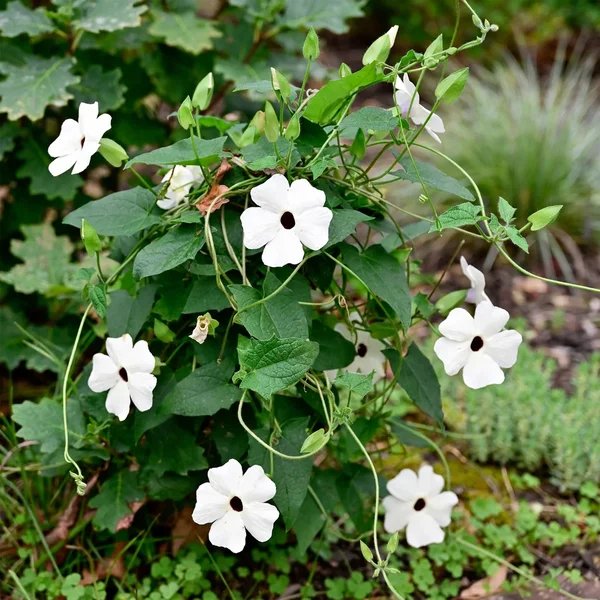 Thunbergia alata 'White Halo'