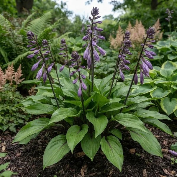 Hosta clausa 'normalis'