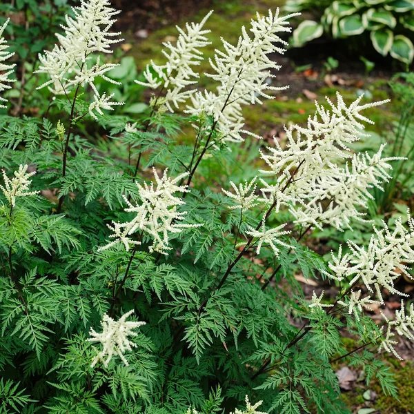 Aruncus dioicus 'Misty Lace'