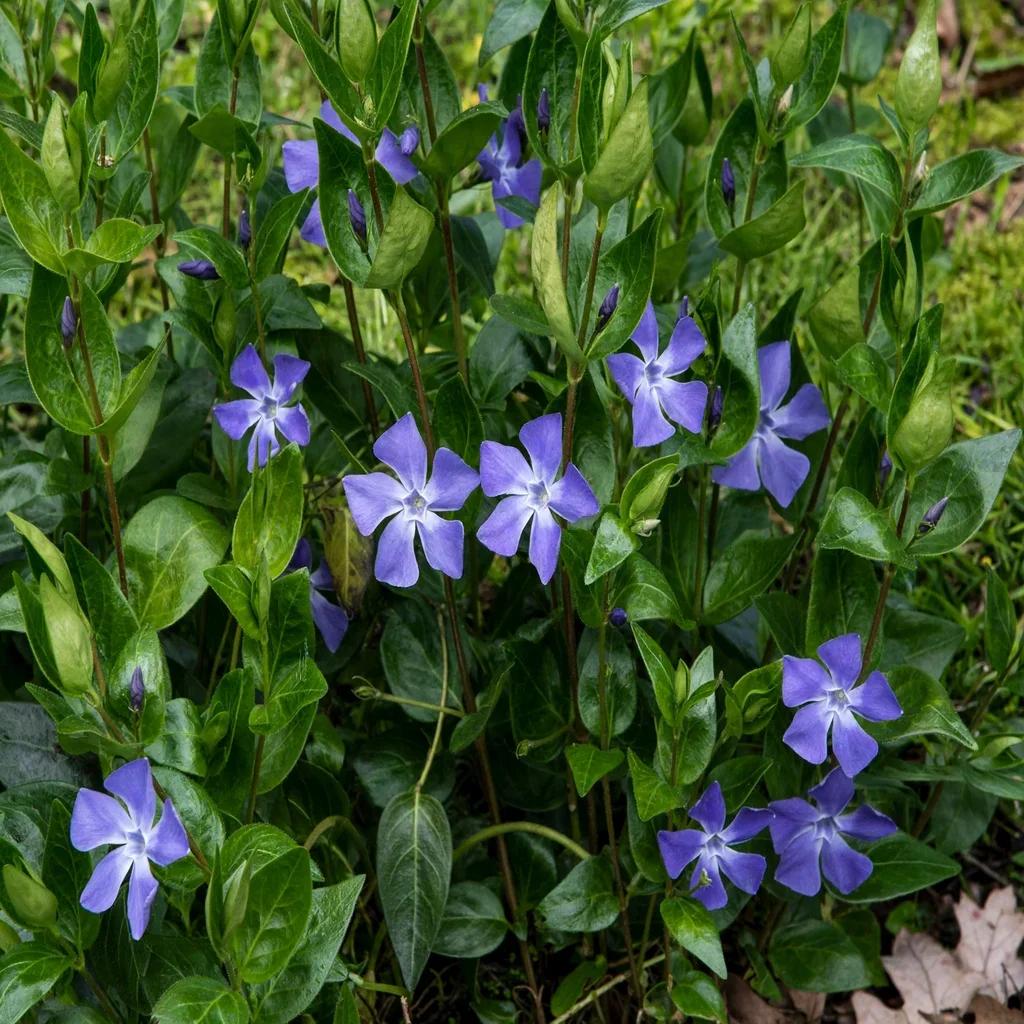 Periwinkle