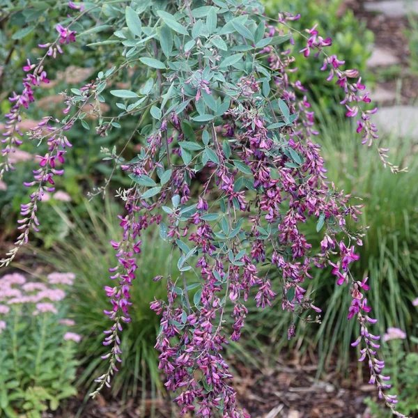 Lespedeza thunbergii 'Gibraltar'