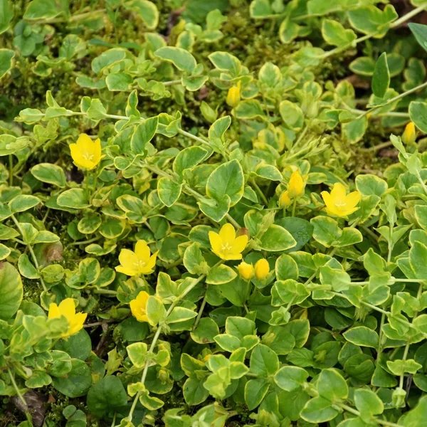 Lysimachia nummularia 'Mix'