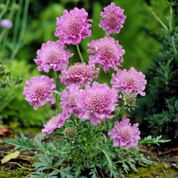 Scabiosa atropurpurea 'Florist's Pink'