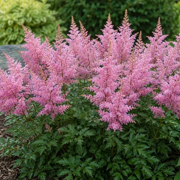 Astilbe x arendsii 'Maggie Daley'
