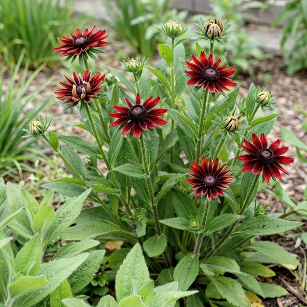 Rudbeckia hirta 'Cherry Brandy'