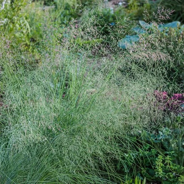 Eragrostis chloromelas 'Wind Dancer'