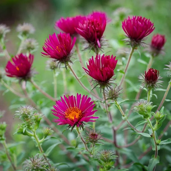 Aster novae-angliae 'September Ruby'