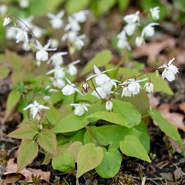 Epimedium youngianum 'White Star'