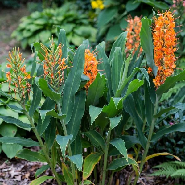 Hedychium x moorei 'Tara'