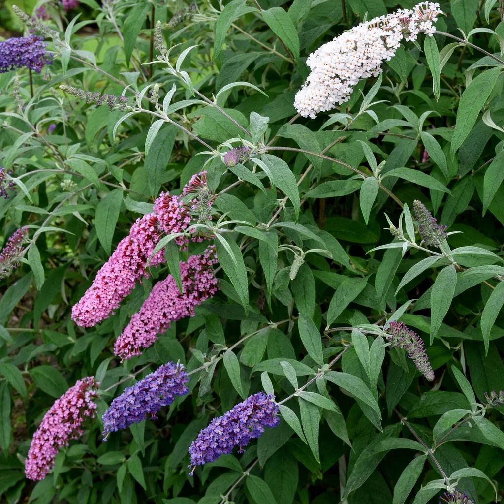 Butterfly Bush